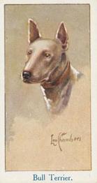 1924 Moustafa Leo Chambers Dogs Heads #4 Bull Terrier Front