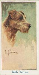 1924 Moustafa Leo Chambers Dogs Heads #6 Irish Terrier Front