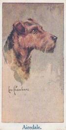 1924 Moustafa Leo Chambers Dogs Heads #8 Airedale Front