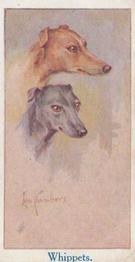 1924 Moustafa Leo Chambers Dogs Heads #23 Whippet Front