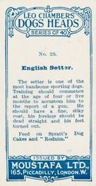 1924 Moustafa Leo Chambers Dogs Heads #29 English Setter Back