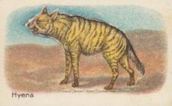 1925 Hustler Soap Animals (Second Series) #3 Hyena Front