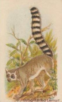 1925 Hustler Soap Animals (Second Series) #8 Ring-tailed Lemur Front