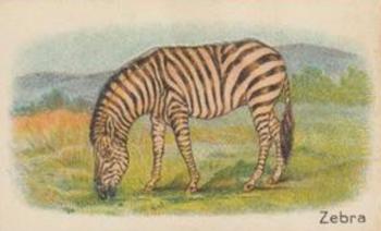 1925 Hustler Soap Animals (Second Series) #13 Zebra Front