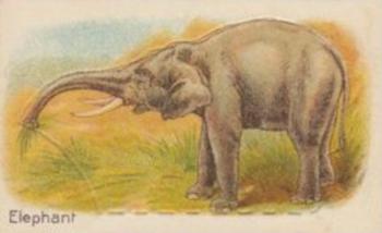 1925 Hustler Soap Animals (Second Series) #15 Elephant Front
