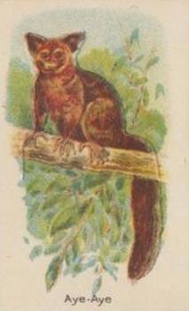 1925 Hustler Soap Animals (Second Series) #18 Aye-Aye Front