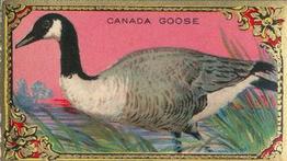 1925 Imperial Tobacco Co of Canada (ITC) Game Bird Series (C14) #14 Canada Goose Front