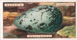 1926 Ogden's British Bird's Eggs (Cut-outs) #14 Guillemot Front