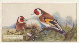 1926 Scottish Co-operative Wholesale Society Feathered Favourites #5 The Goldfinch Front