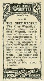 1926 Scottish Co-operative Wholesale Society Feathered Favourites #8 The Grey Wagtail Back