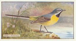1926 Scottish Co-operative Wholesale Society Feathered Favourites #8 The Grey Wagtail Front