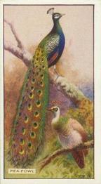1926 Scottish Co-operative Wholesale Society Feathered Favourites #36 The Peafowl Front