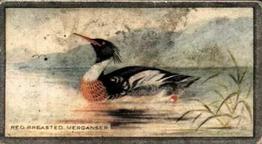1926 Scottish Co-operative Wholesale Society Feathered Favourites #49 Red-Breasted Merganser Front
