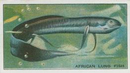 1928 Morris's At the London Zoo Aquarium #10 African Lung Fish Front