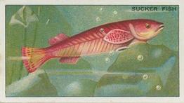 1928 Morris's At the London Zoo Aquarium #11 Sucker Fish Front