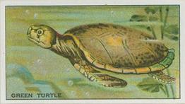 1928 Morris's At the London Zoo Aquarium #15 Green Turtle Front