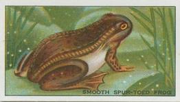 1928 Morris's At the London Zoo Aquarium #17 Smooth Spur-toed Frog Front