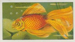 1928 Morris's At the London Zoo Aquarium #22 Veil-tailed Goldfish Front