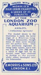 1928 Morris's At the London Zoo Aquarium #28 Axolotl Back