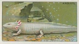 1928 Morris's At the London Zoo Aquarium #28 Axolotl Front