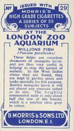 1928 Morris's At the London Zoo Aquarium #29 Millions Fish Back