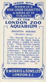 1928 Morris's At the London Zoo Aquarium #30 Smooth Hound Back