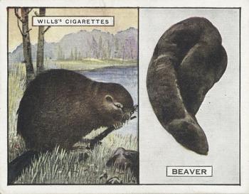 1929 Wills's Animals and Their Furs #2 Beaver Front
