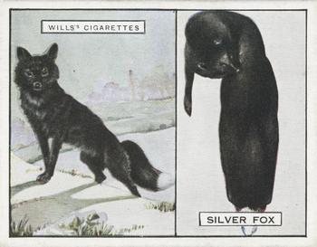 1929 Wills's Animals and Their Furs #6 Silver Fox Front