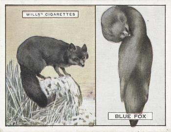 1929 Wills's Animals and Their Furs #7 Blue Arctic Fox Front
