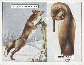 1929 Wills's Animals and Their Furs #8 Red Fox Front