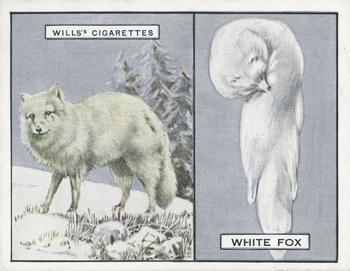 1929 Wills's Animals and Their Furs #9 White Arctic Fox Front