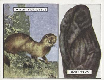 1929 Wills's Animals and Their Furs #10 Kolinsky Front