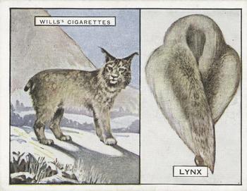 1929 Wills's Animals and Their Furs #11 Lynx Front