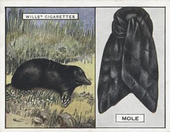 1929 Wills's Animals and Their Furs #12 Mole Front