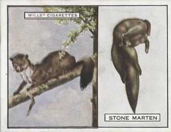 1929 Wills's Animals and Their Furs #14 Stone or Beech Marten Front