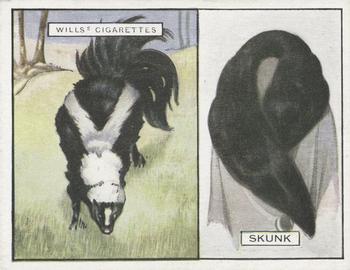 1929 Wills's Animals and Their Furs #22 Skunk Front