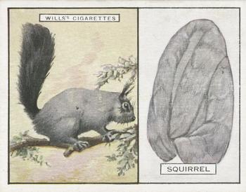 1929 Wills's Animals and Their Furs #23 Squirrel Front