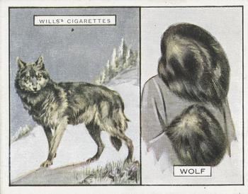 1929 Wills's Animals and Their Furs #24 Wolf Front