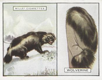 1929 Wills's Animals and Their Furs #25 Wolverine Front