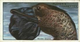 1929 Player's Curious Beaks #10 The Musk-Duck Front