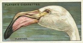 1929 Player's Curious Beaks #13 The Flamingo Front