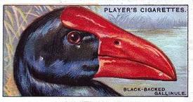 1929 Player's Curious Beaks #17 The Black-backed Gallinule Front
