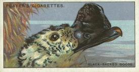 1929 Player's Curious Beaks #19 The Black-backed Goose Front