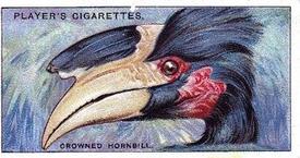 1929 Player's Curious Beaks #22 The Crowned Hornbill Front