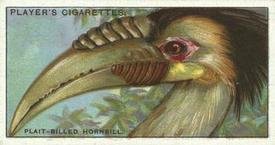 1929 Player's Curious Beaks #23 The Plait-billed Hornbill Front