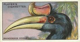 1929 Player's Curious Beaks #24 The Rhinoceros Hornbill Front