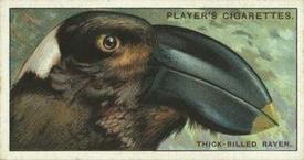 1929 Player's Curious Beaks #37 The Thick-billed Raven Front