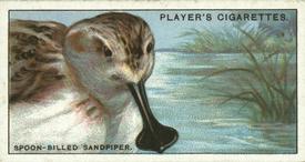 1929 Player's Curious Beaks #39 The Spon-billed Sandpiper Front