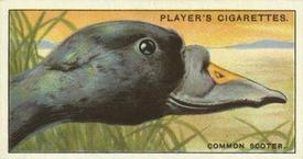 1929 Player's Curious Beaks #41 The Common Scoter Front