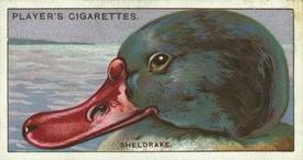 1929 Player's Curious Beaks #42 The Sheldrake Front